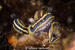 Felimare Hypselodoris Tricolor
( Canon macro 60 mmm,1/16... by Antonio Venturelli 